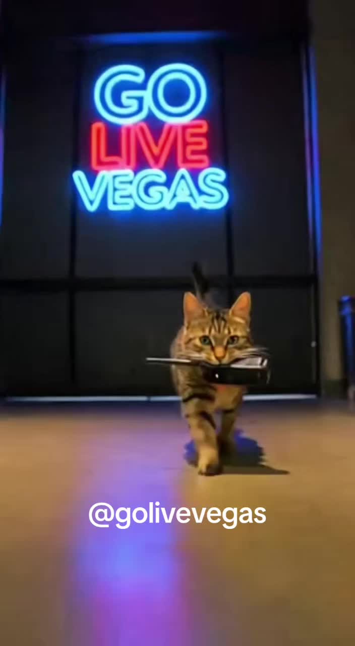 @Go Live Vegas