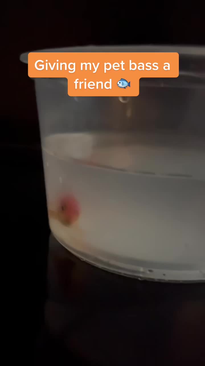 @Grub_the_bass