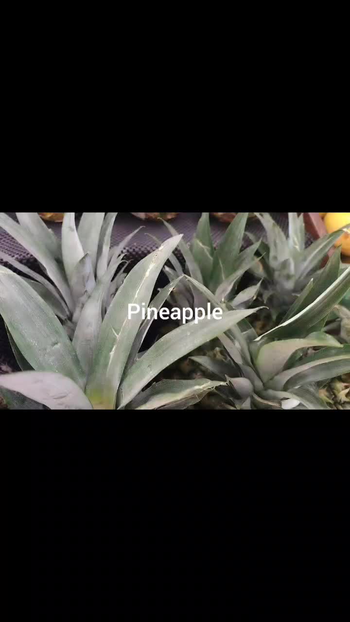 @IngredientBasics