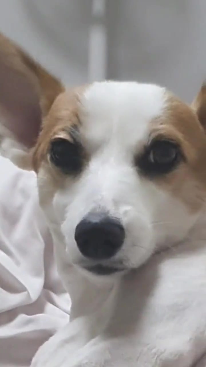 @레몬바라보리