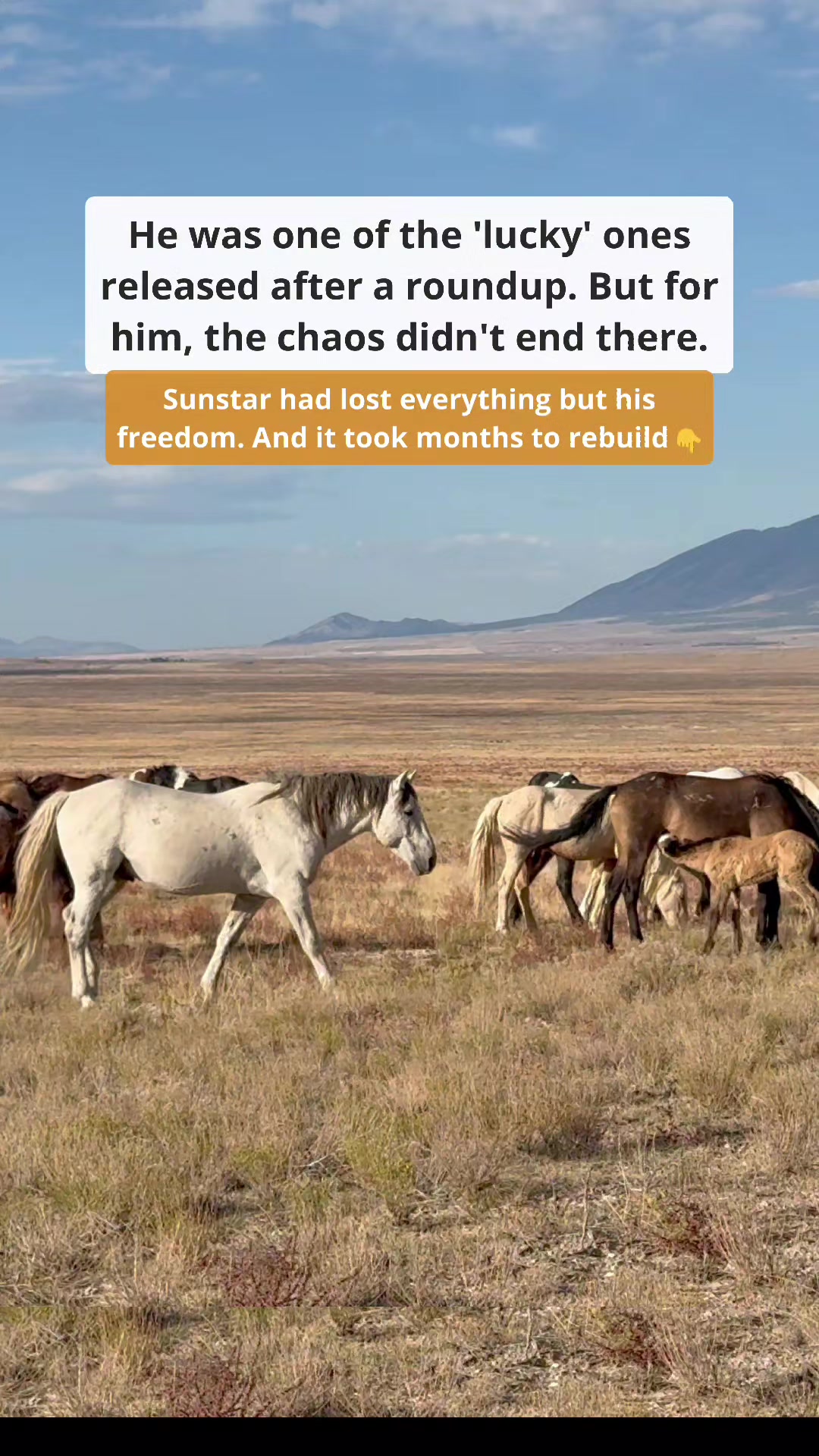 @Britta | Being Herd 🐎