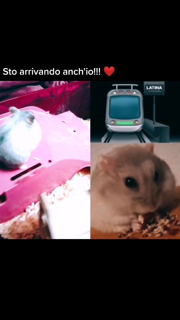 @susi_and_animals🐭🍀💕🎇