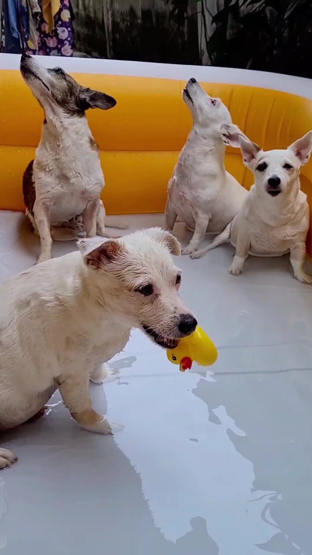 @ig.eurosaurus 🇹🇭