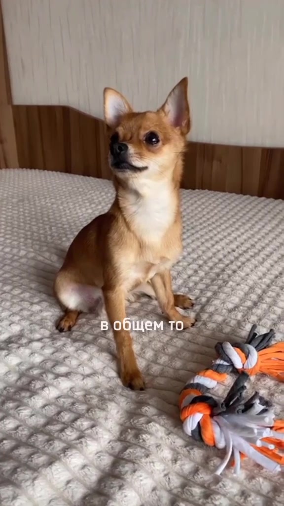 @Тигрёнок🤫