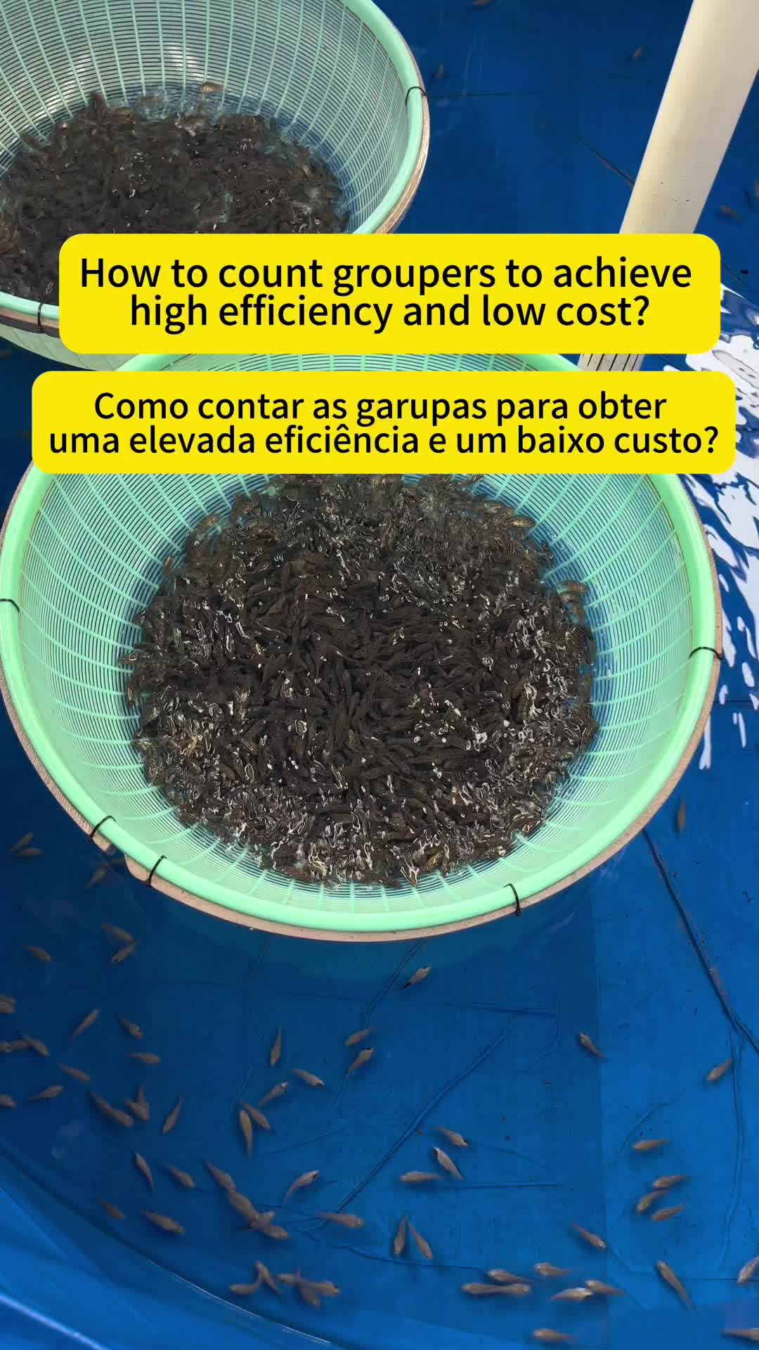@Elissa