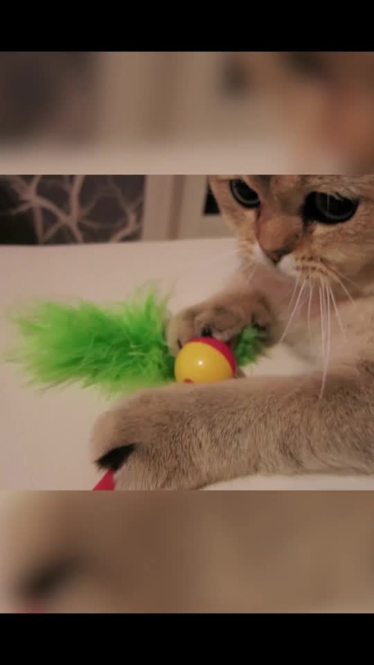@Simba cat