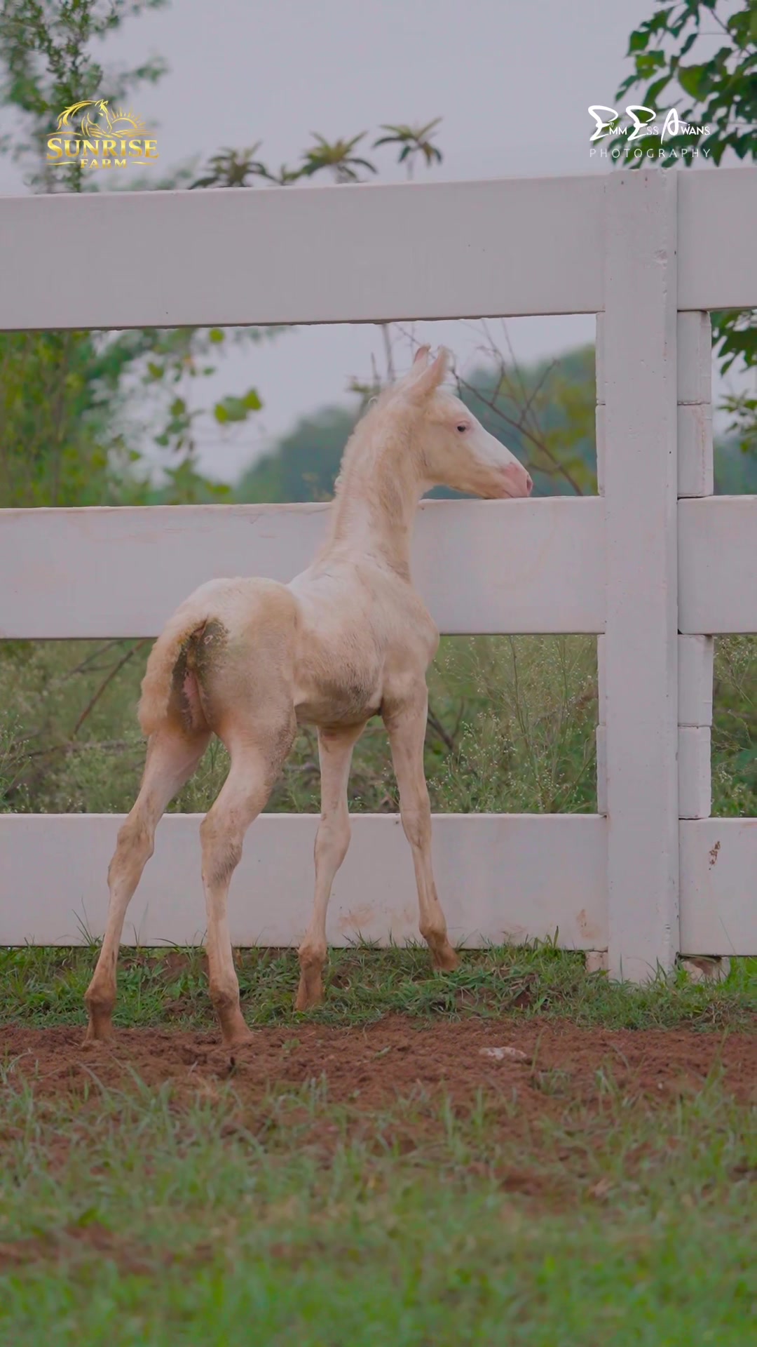 @SUNRISE STUD FARMS RAWALPINDI