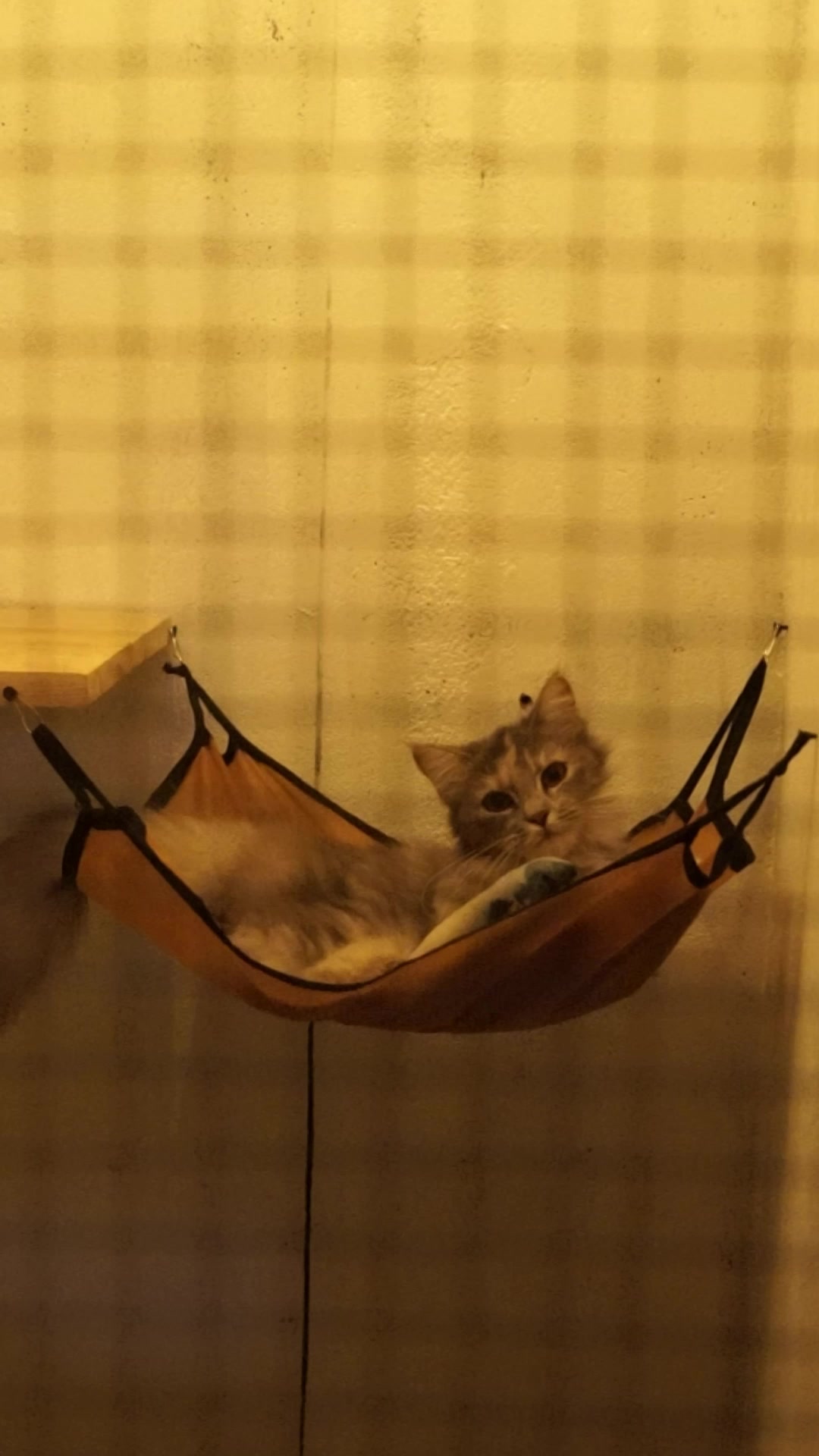 @Rich.id Petshop