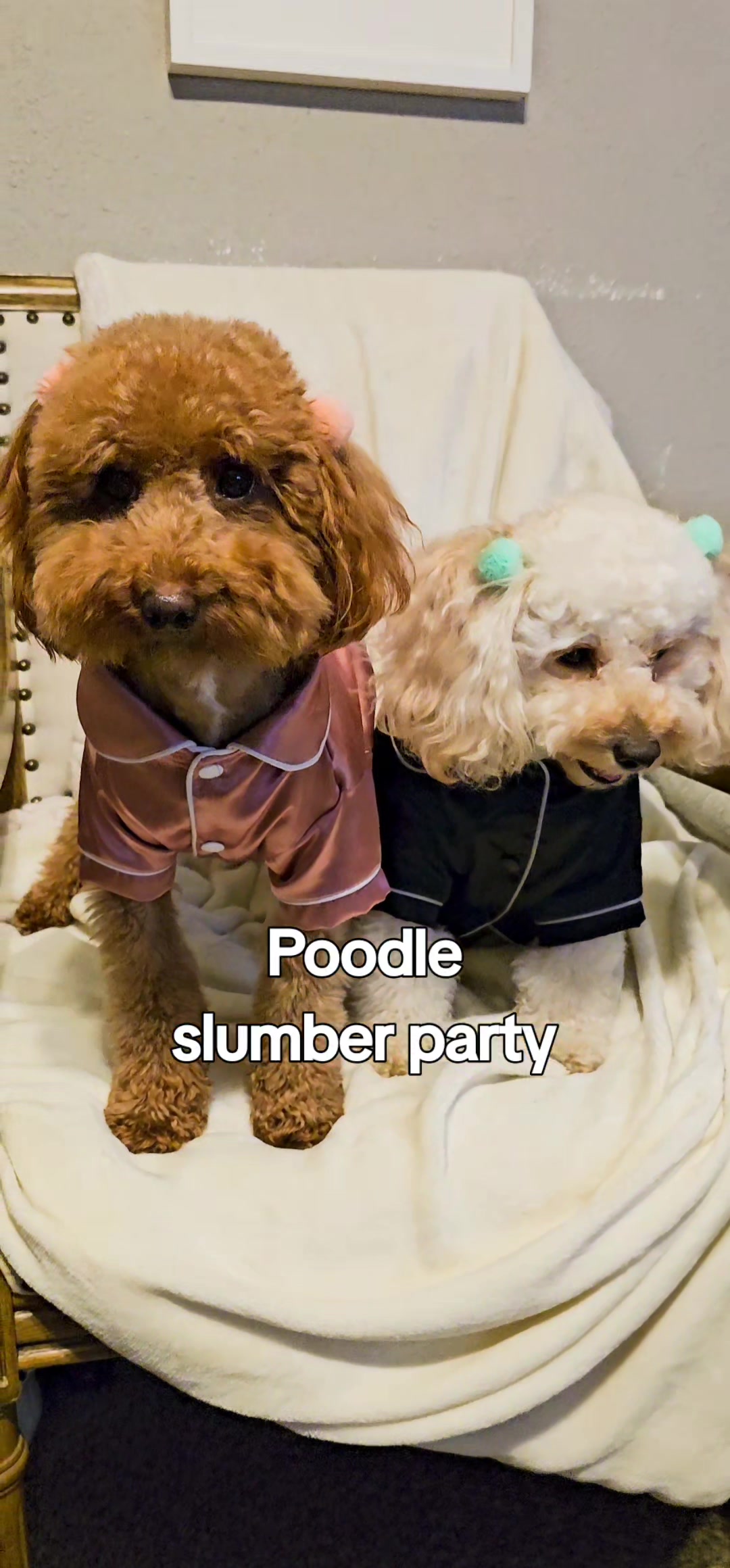 @Summer Rose The Poodle