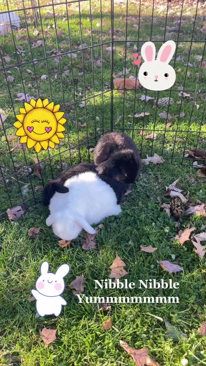 @HighlandRabbitry