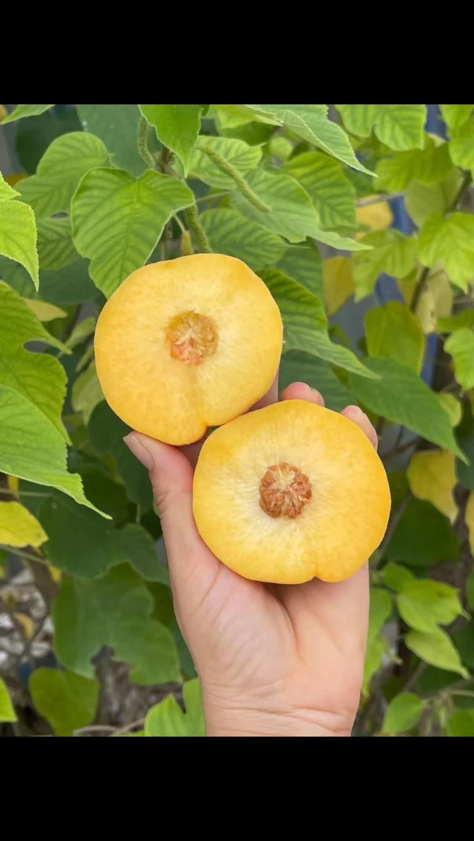 @Transfruits