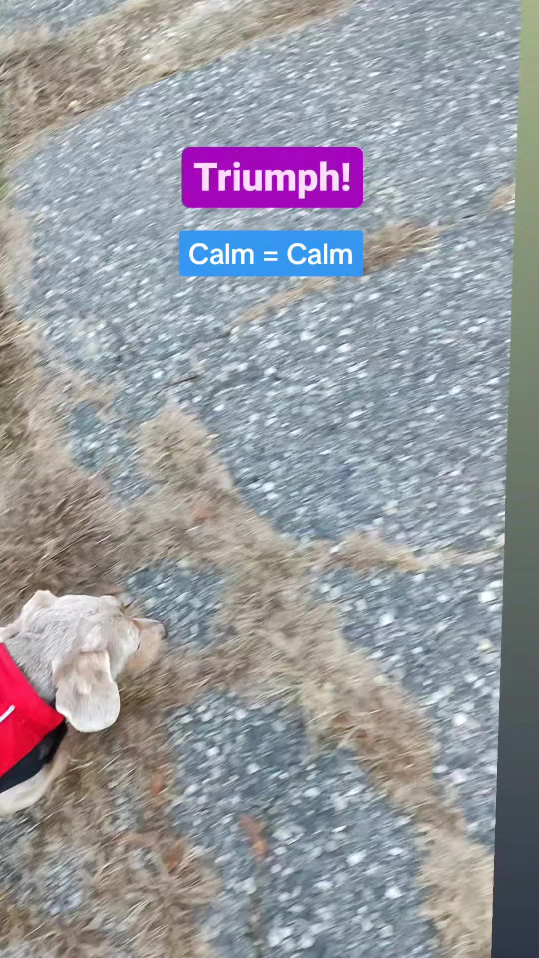 @TeachersPetSitting
