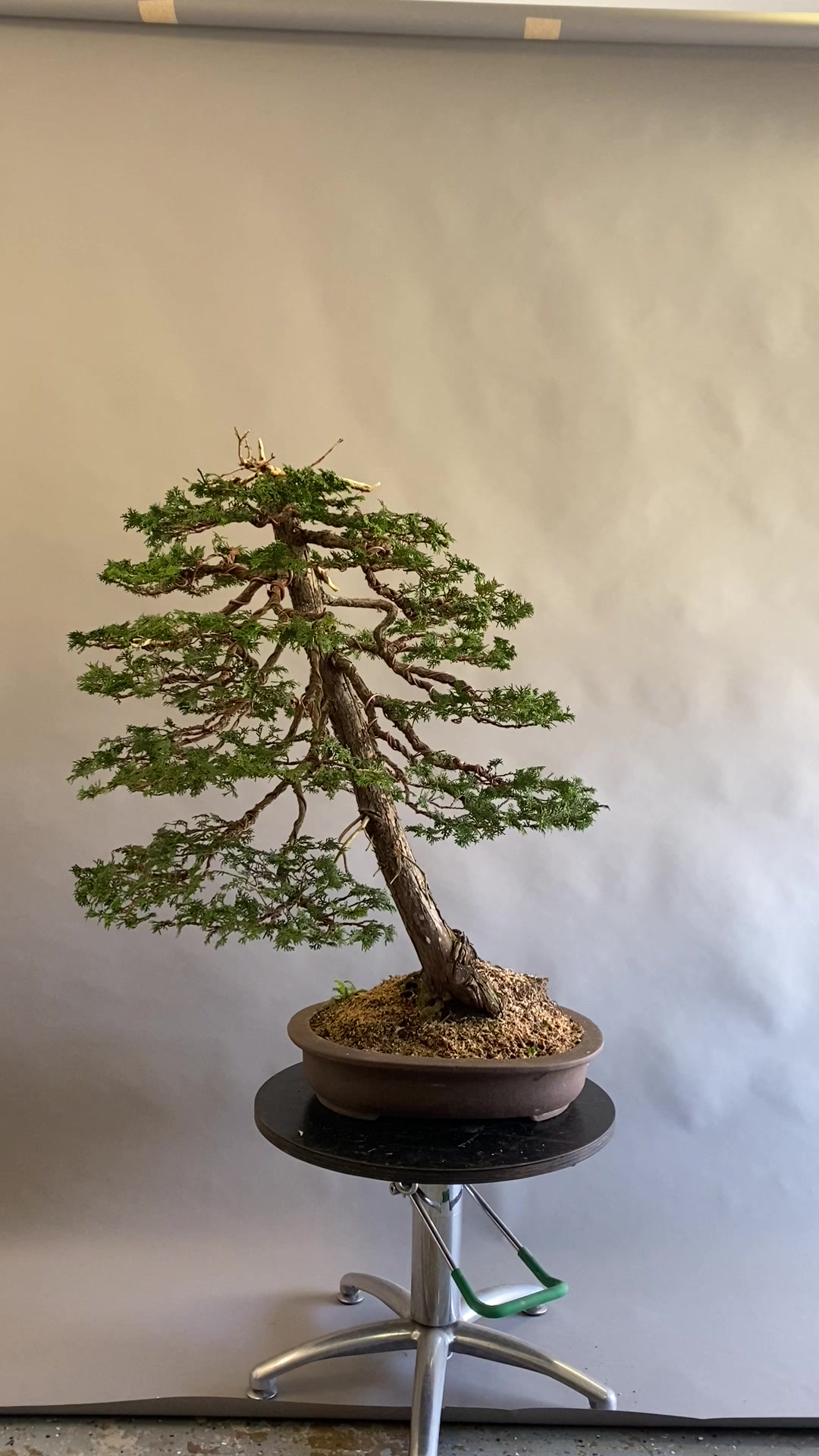 @Bonsai Movement