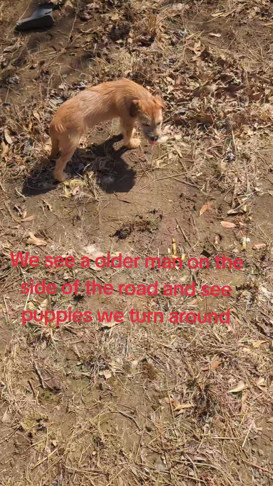 @dachshundclowning