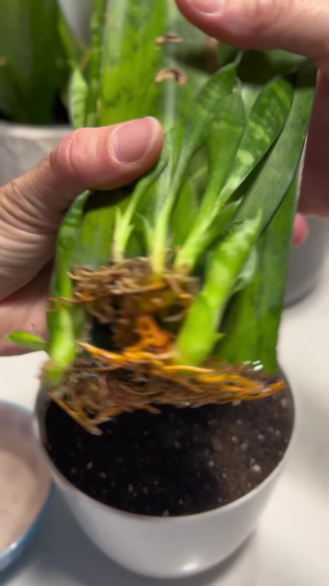 @Tiny Plants