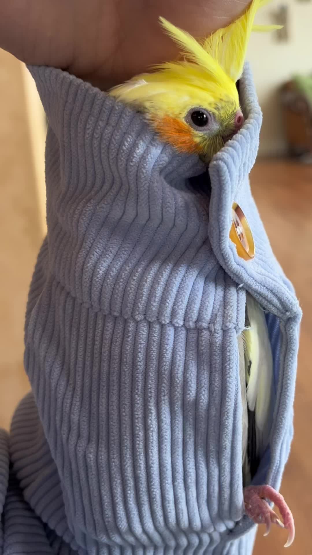 @NuggetandZeus