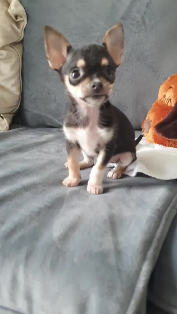 @Paco.the.Chihuahua