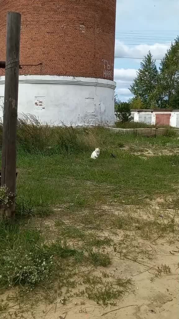 @котофан