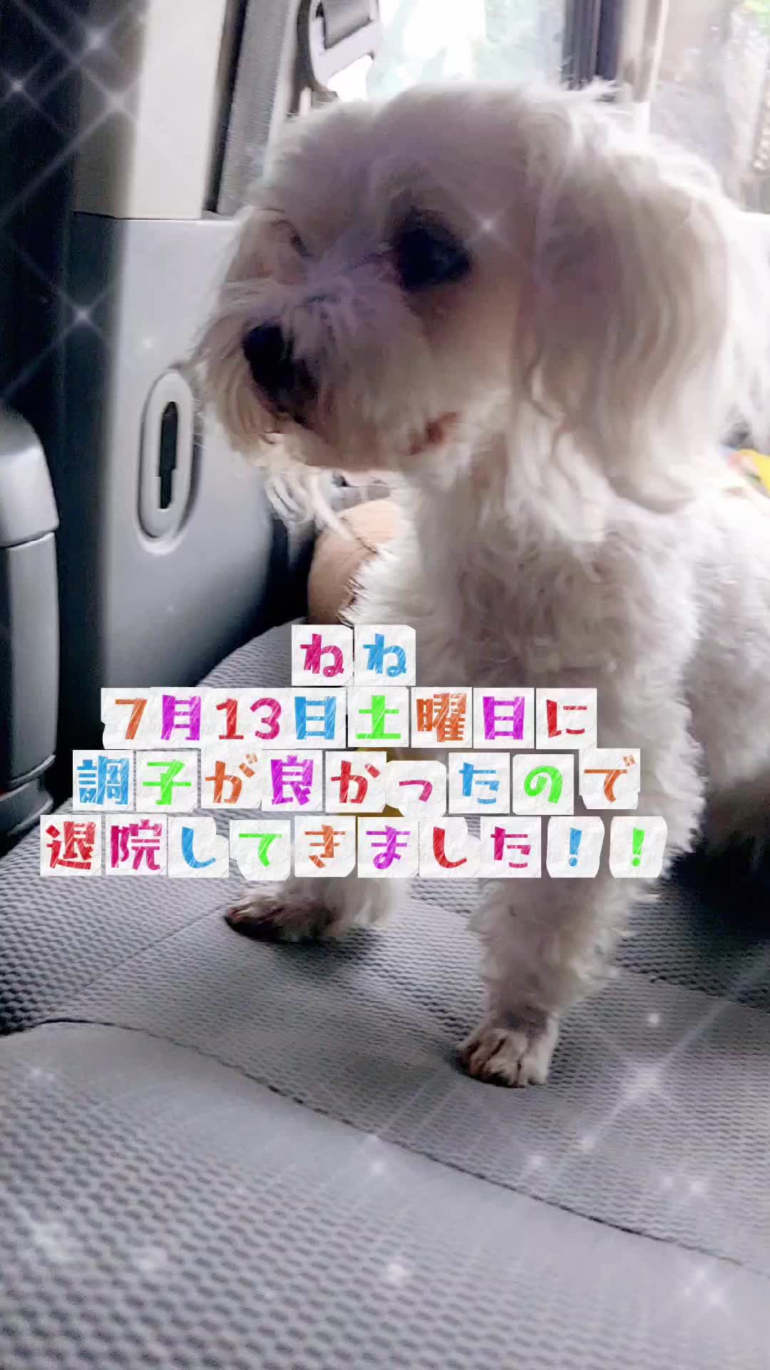 @杏蜜～5dogs and family～