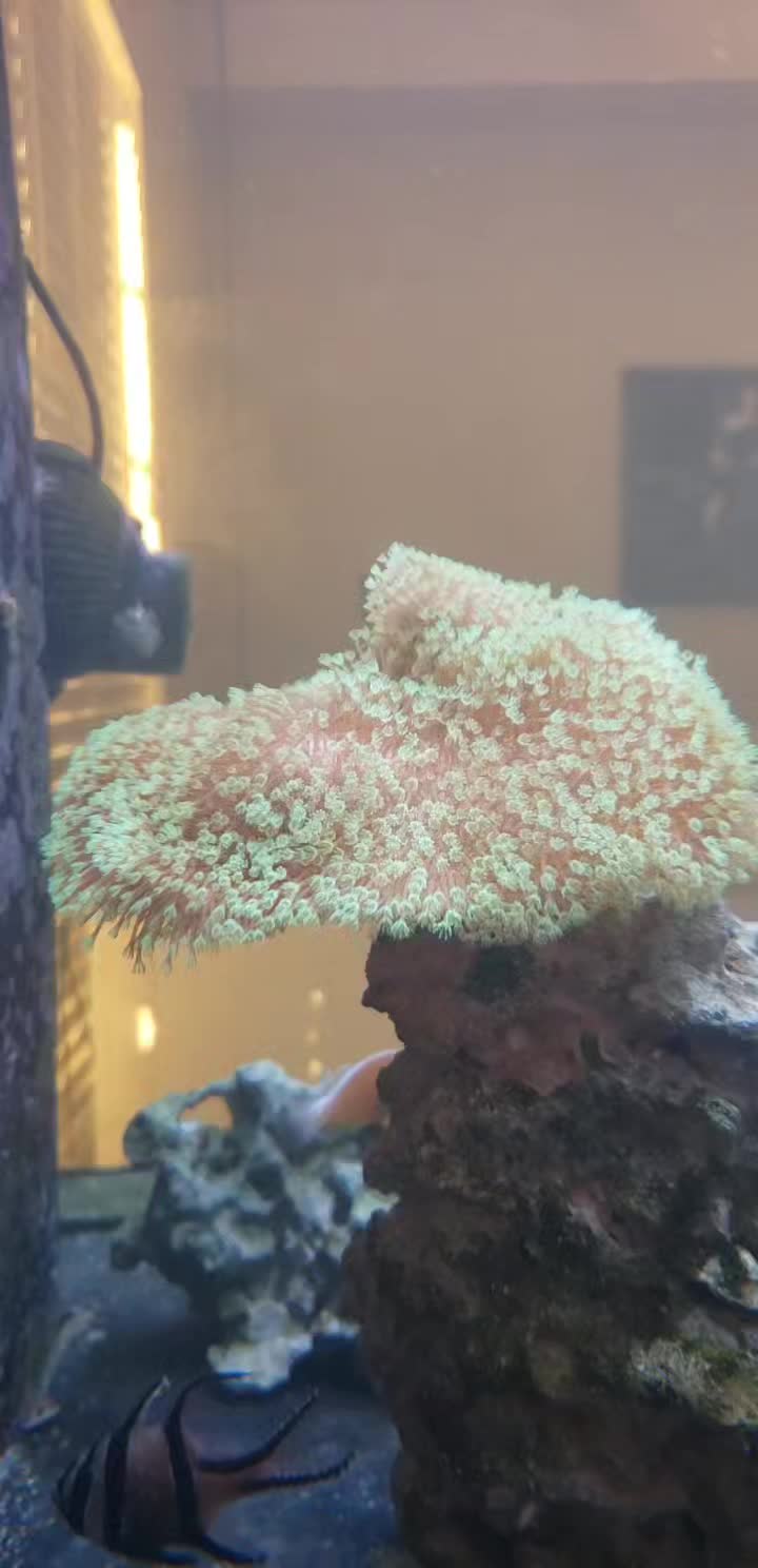 @300gallontank