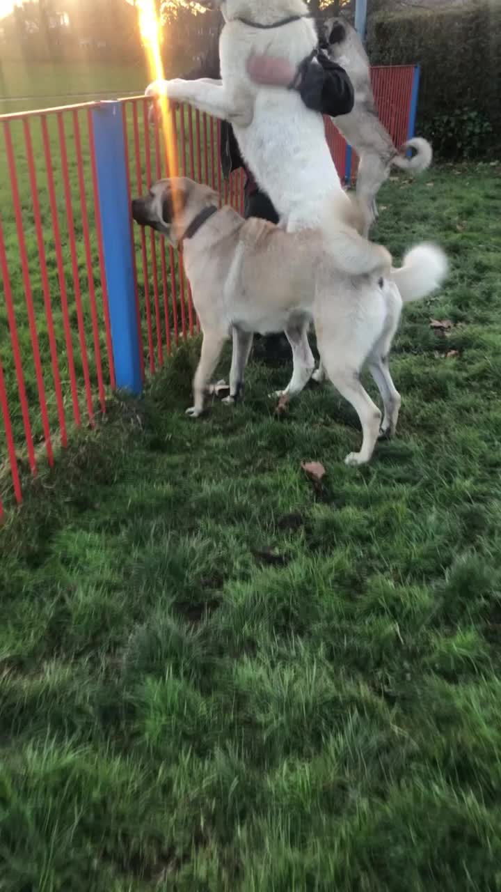 @Uk kangal kennels
