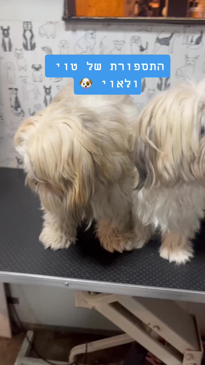 @ספר כלבים 🐩✂️