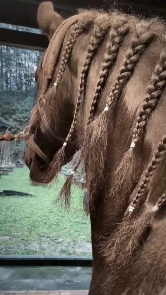 @Horse🐴🦄💕