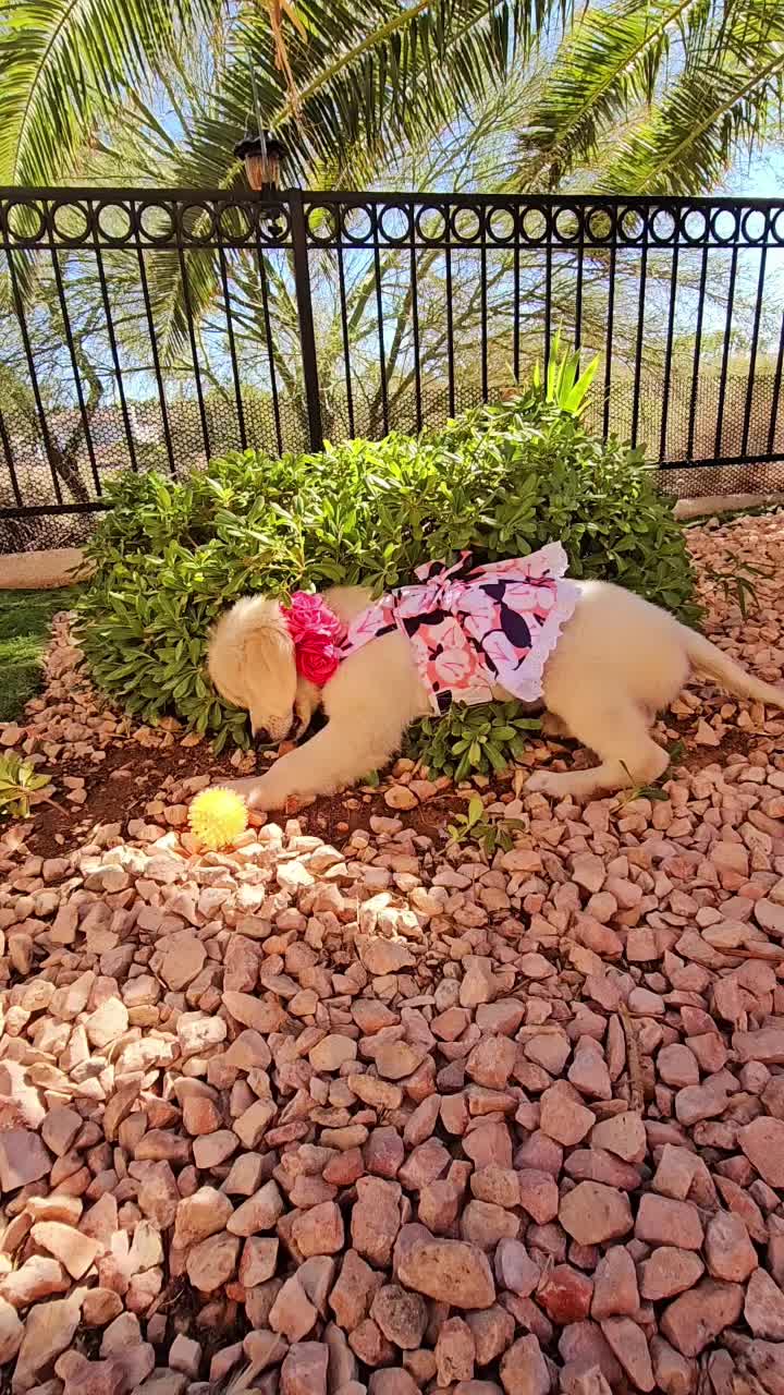 @DoggieMamaFurever&hearts;️🐶