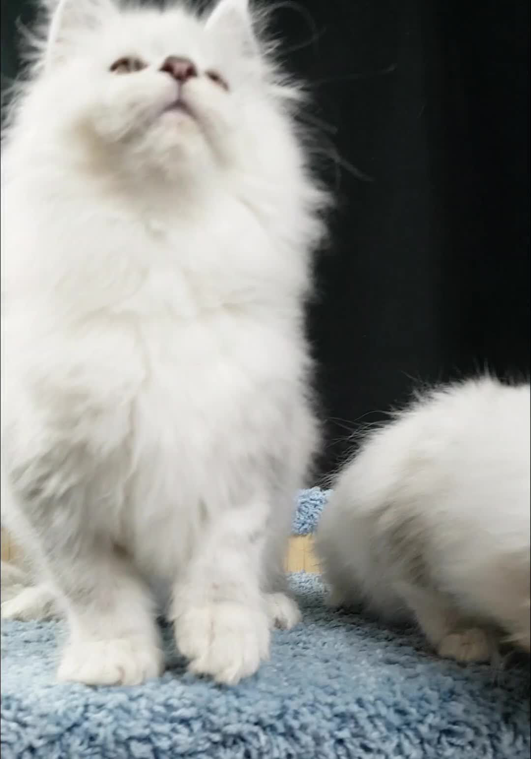 @Maine coon kitten