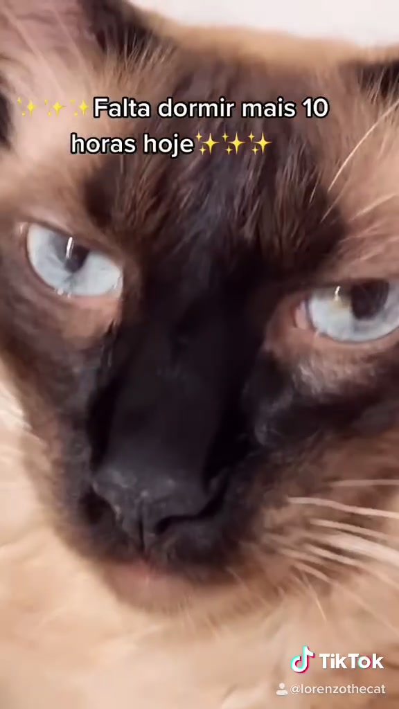 @Lorenzo the cat