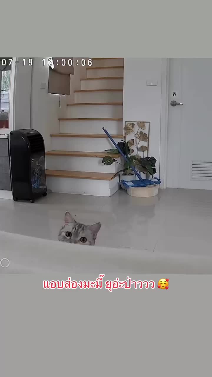@Lyra and friends 😽