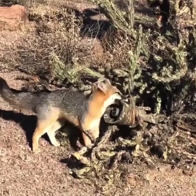@FOXPRO Game Calls