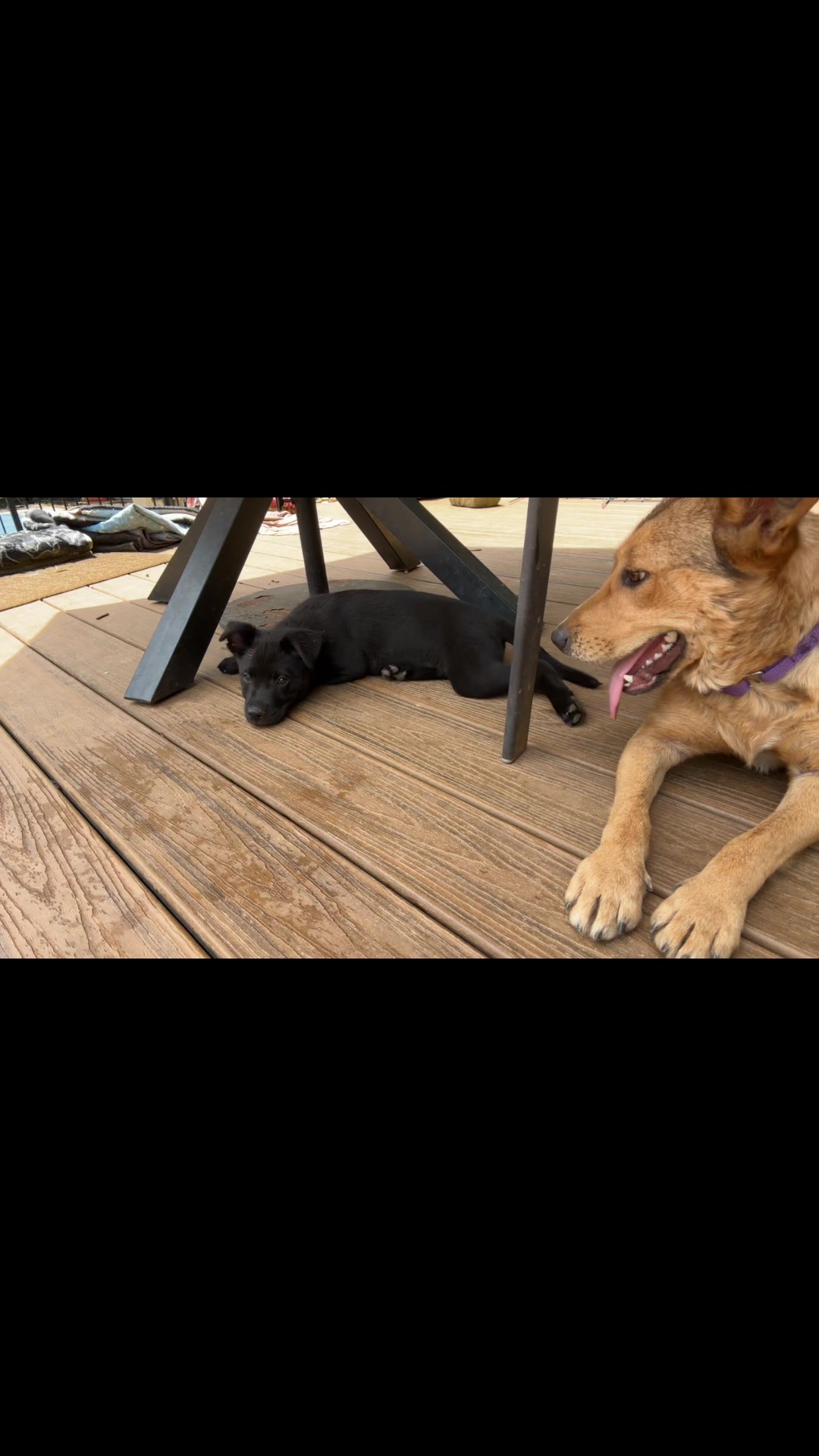 @Happy Tails Rescue, Inc.