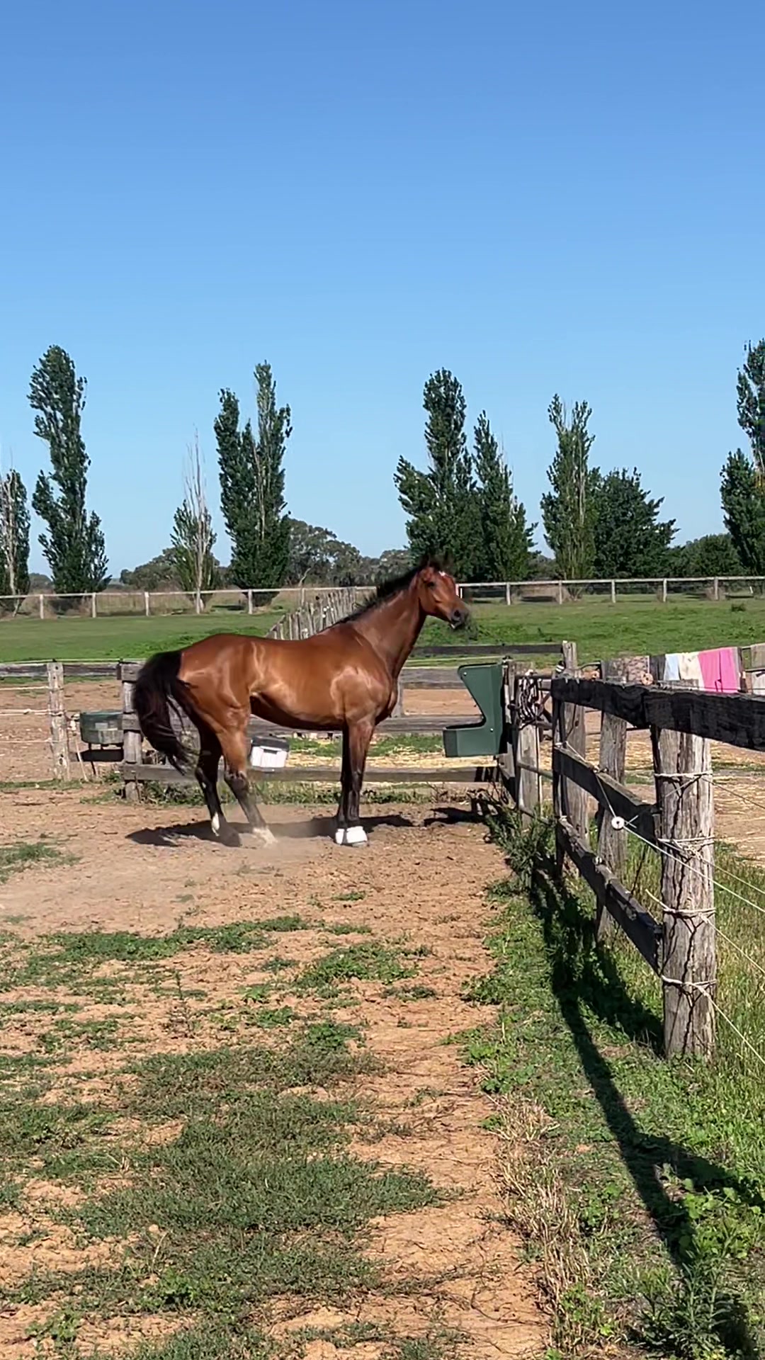 @TDDG Equestrian