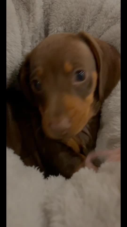 @Pip The Sausage 🤍