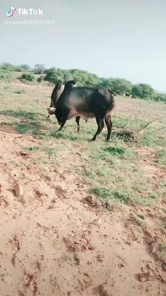 @vijaybheabharvad