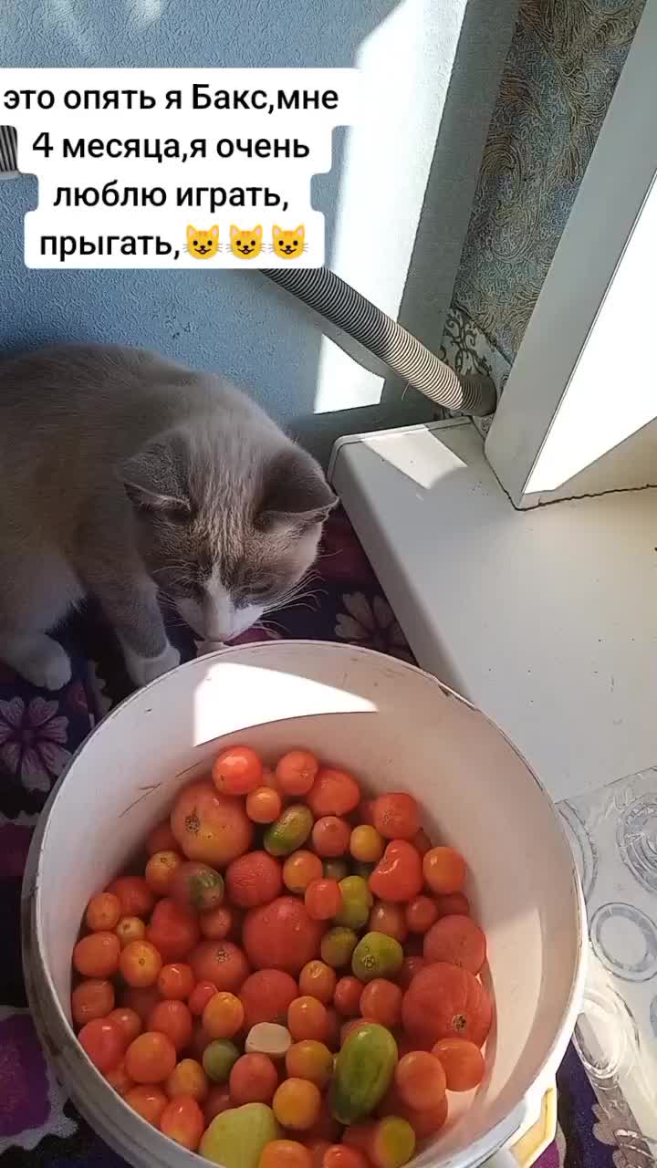 @св,.,с,....