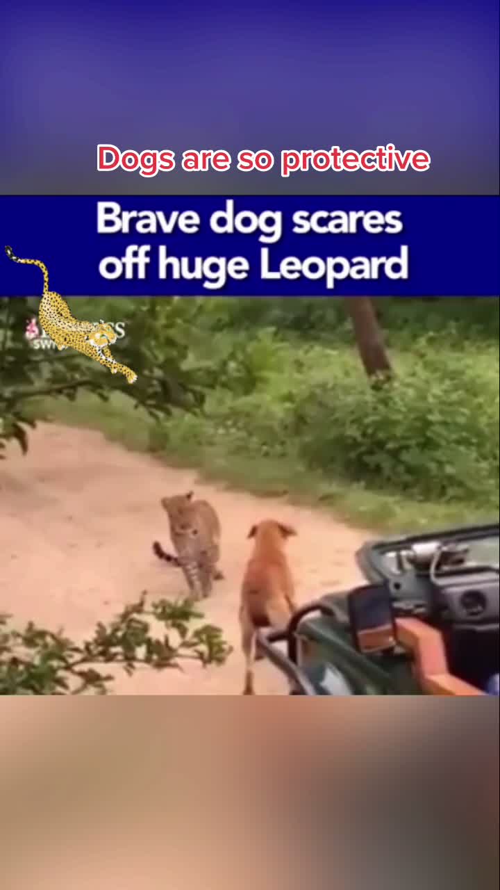 @Pet Lover