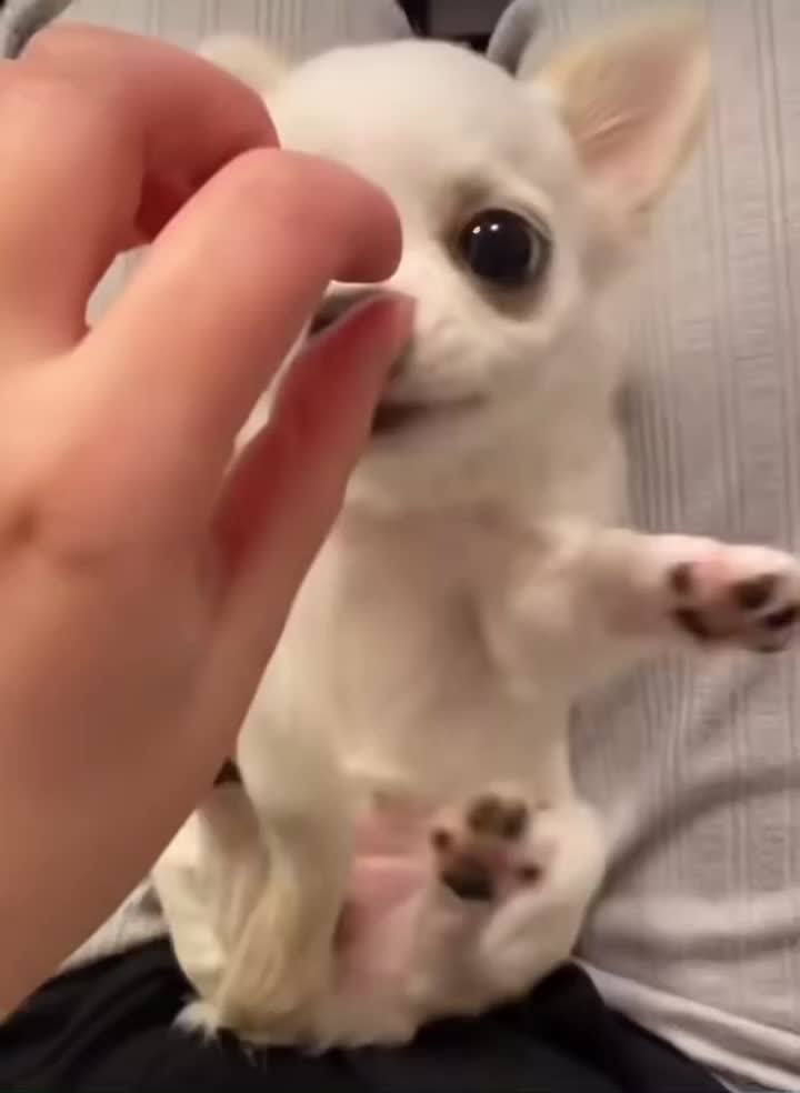 @Puppy Daddy