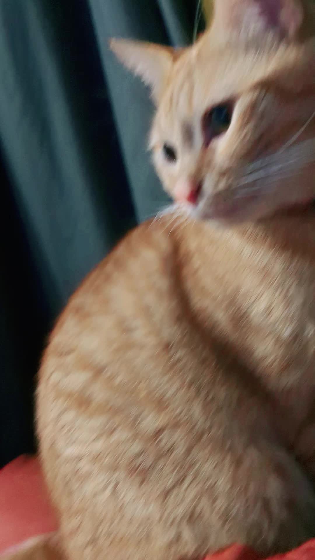 @Gingerninger_cat2021