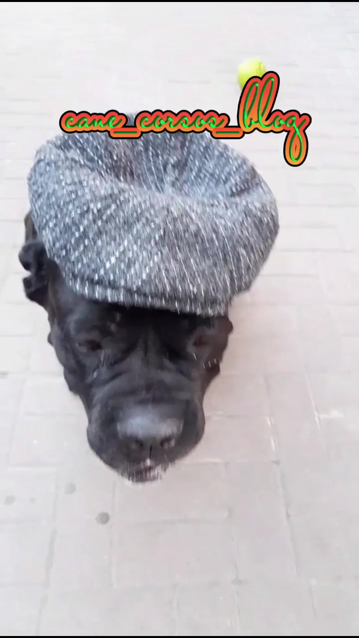 @🐶Dog_tik_tok🐶