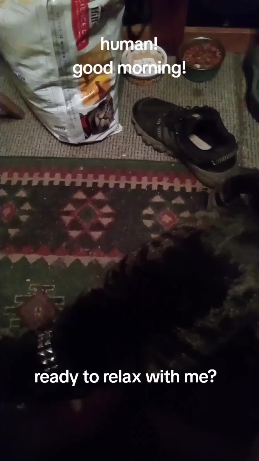 @Relaxcat_Tigerjames