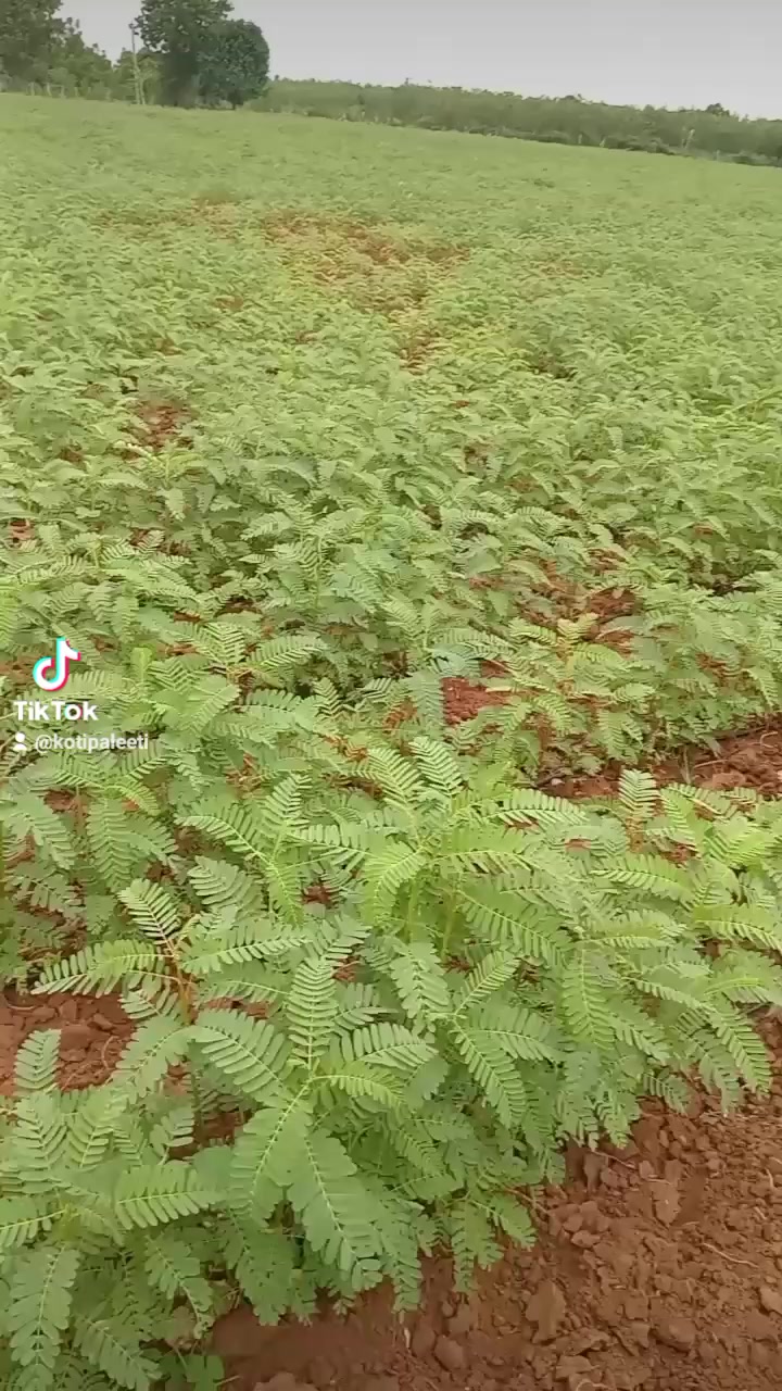 @kotipaleeti
