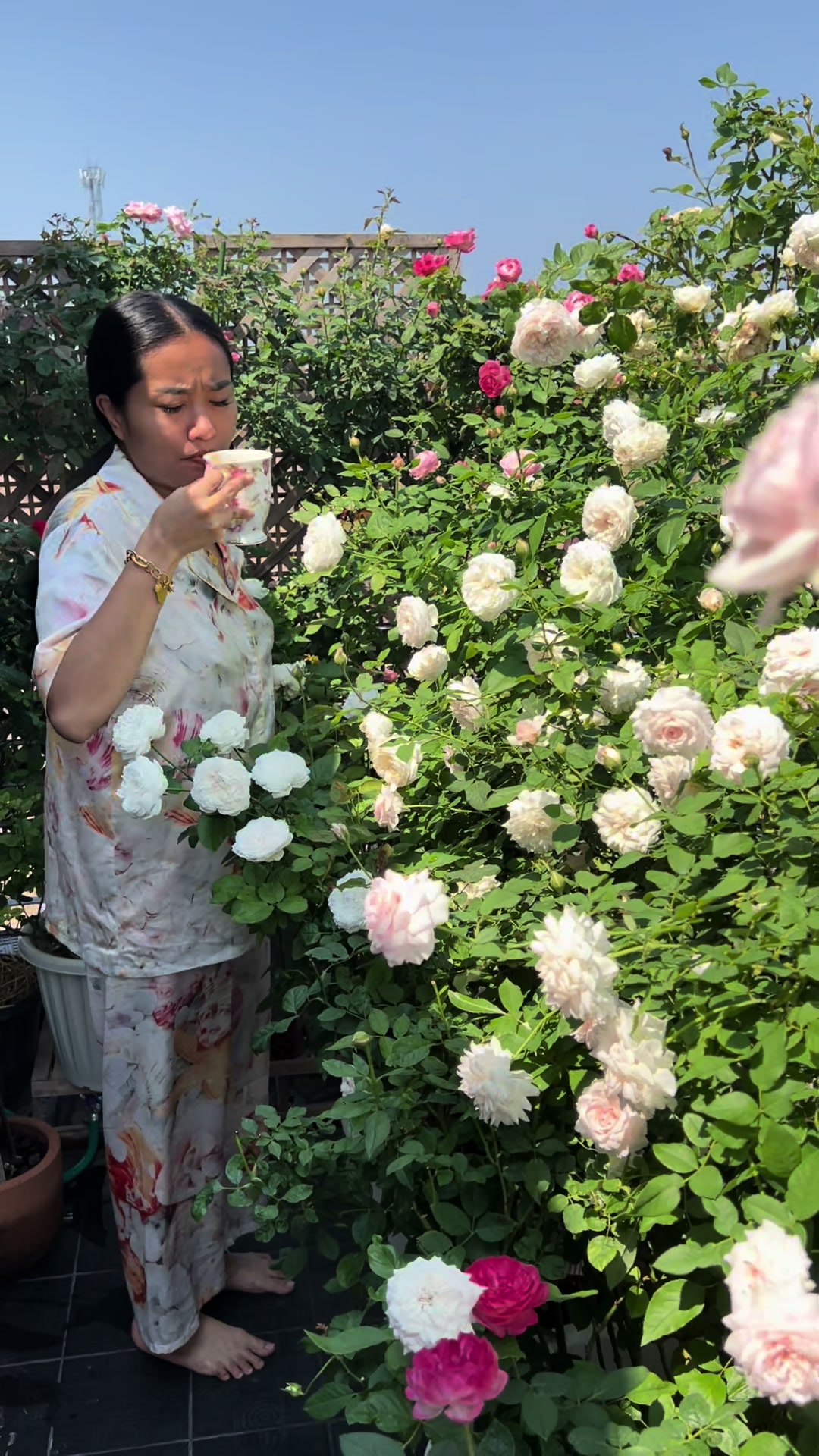 @ฝ้ายที่ปลูกกุหลาบโคตรเยอะ
