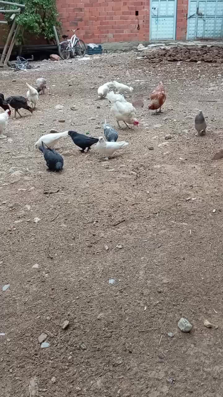 @Niyazi Akğ&uuml;neş