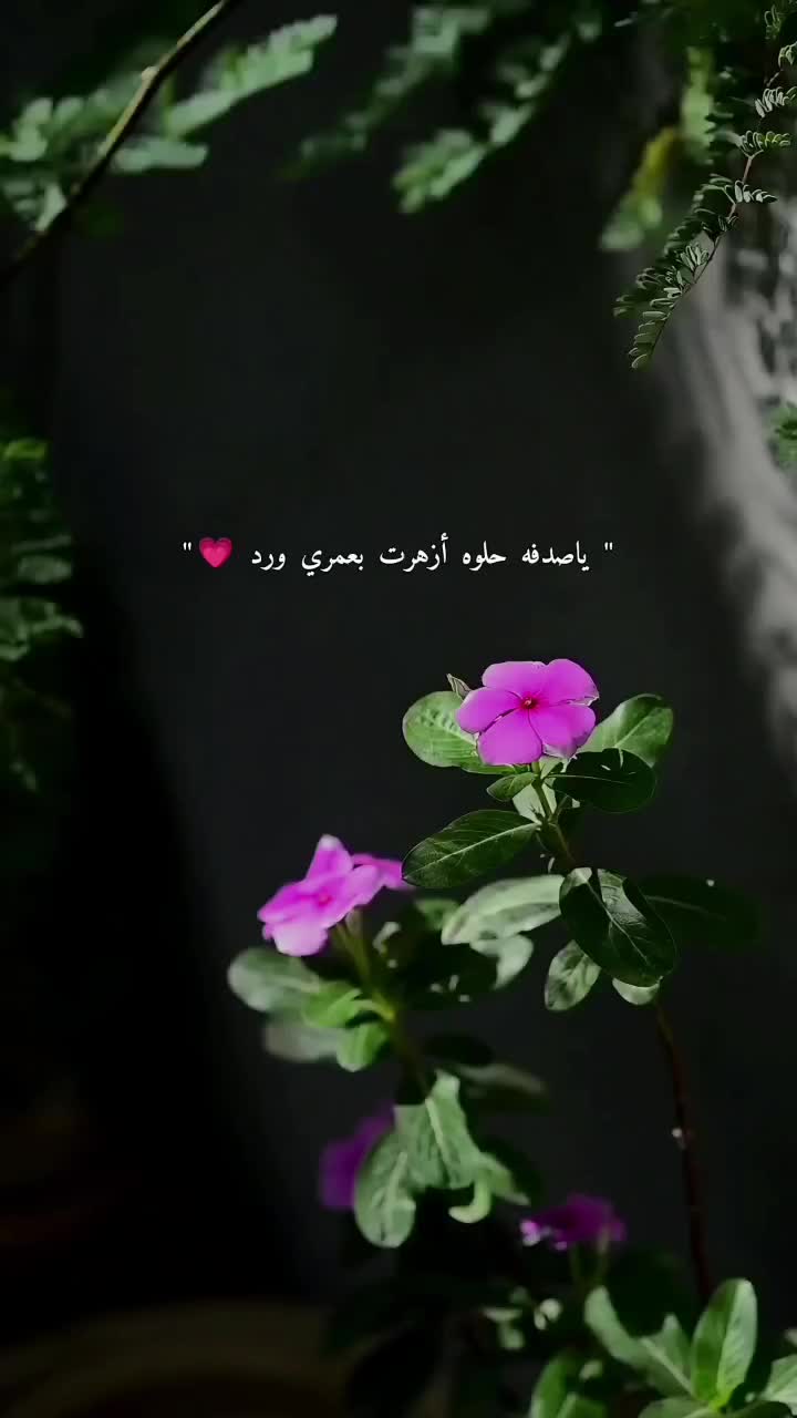 @Yasmine