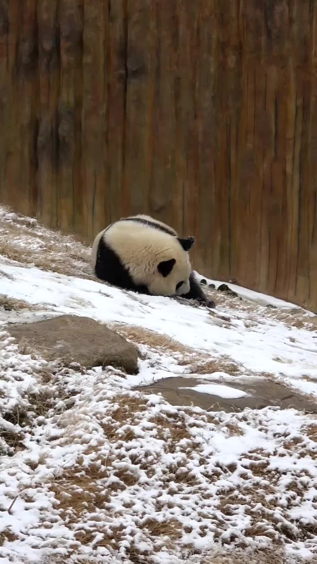 @meowhhcdntb