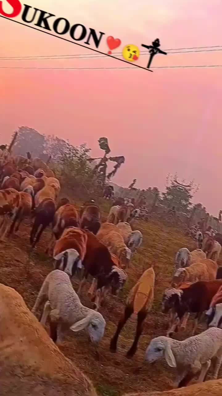 @Dhanji Koli2