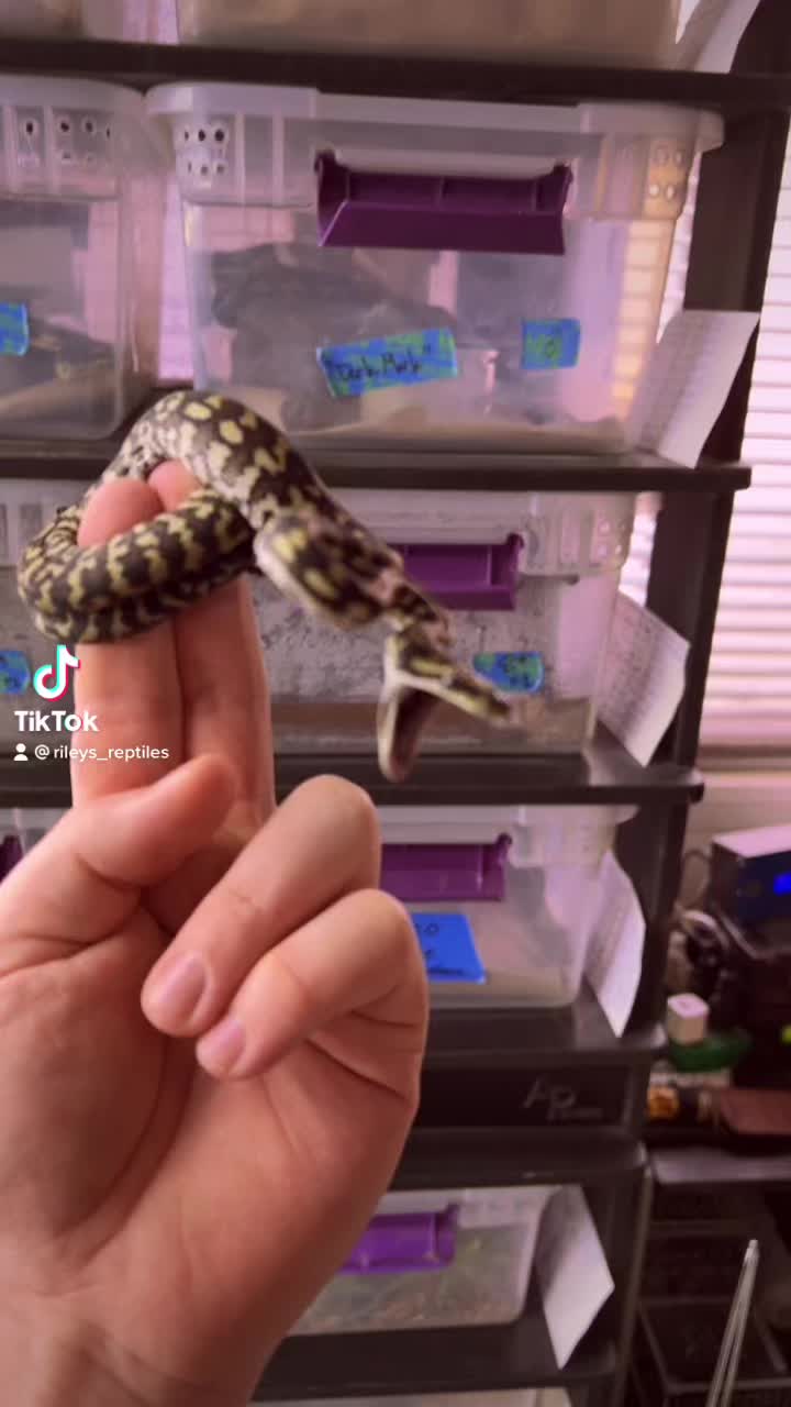 @rileys_reptiles