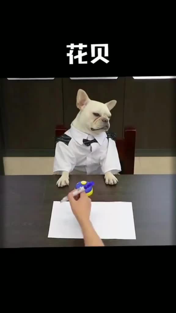 @puppy love us